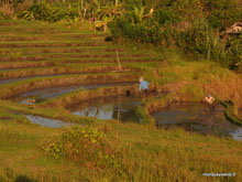 Travail dans les rizières au couchant - Kuta - Bali